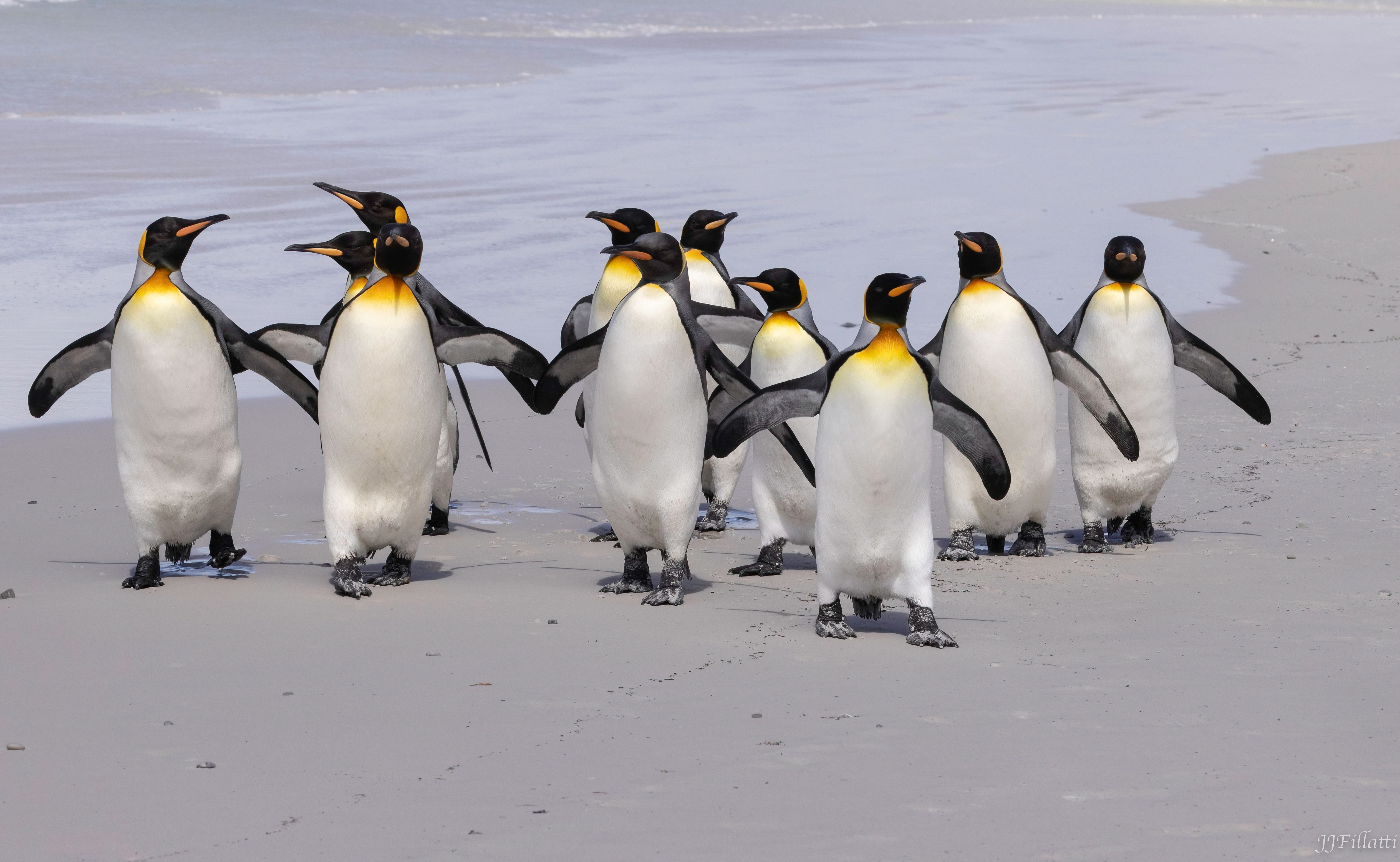 bird of the falklands image 4